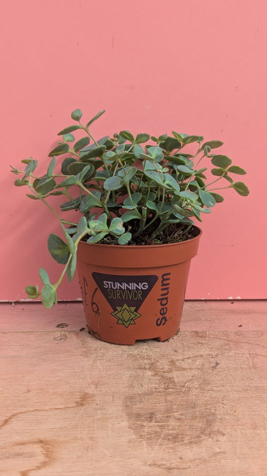 Sedum sieboldii