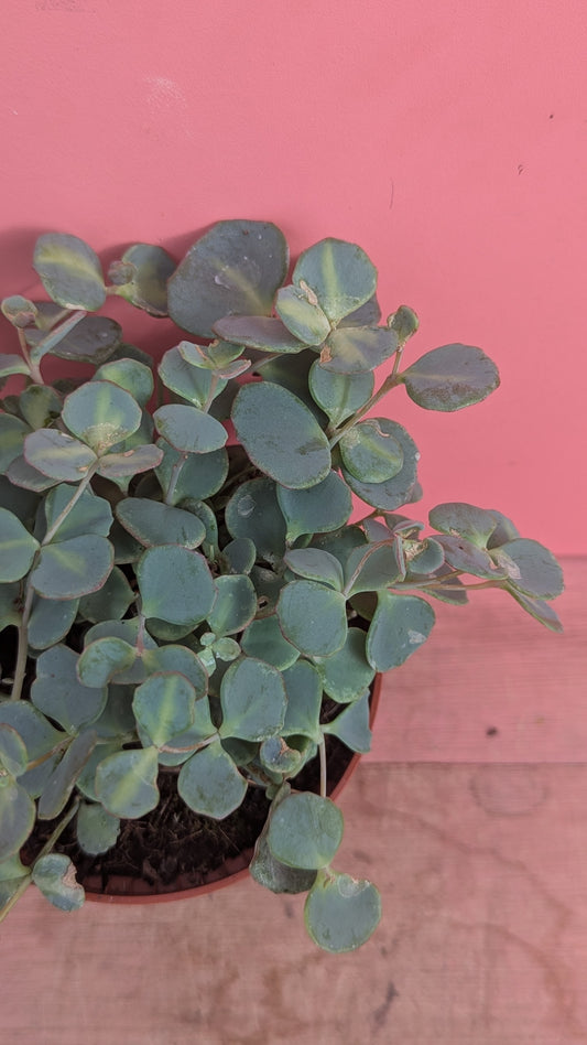 Sedum sieboldii
