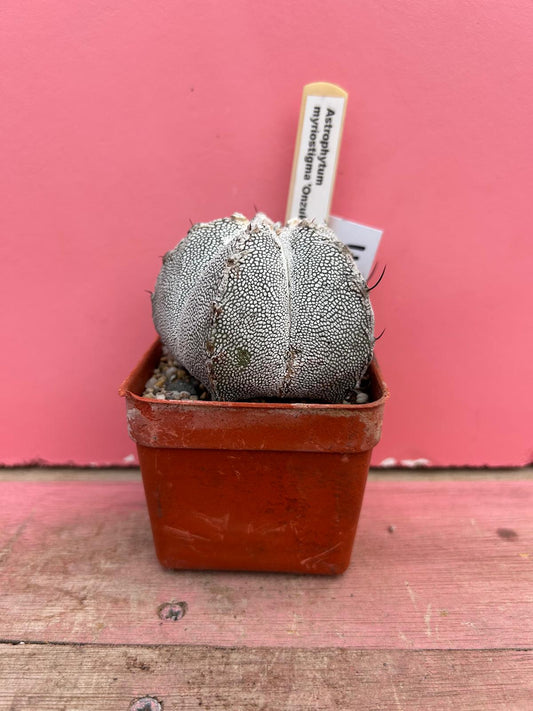 Astrophytum myriostigma 'Onzuka' (311)