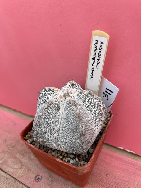 Astrophytum myriostigma 'Onzuka' (311)