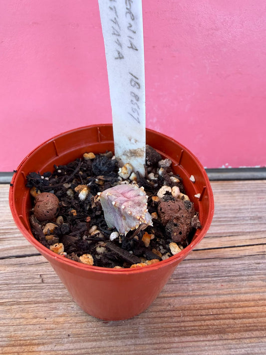 Huernia guttata (565)