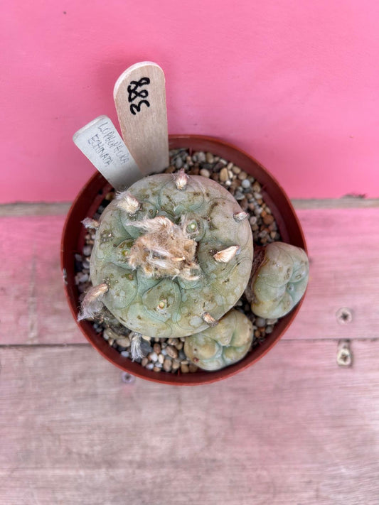 Lophophora echinata (388)