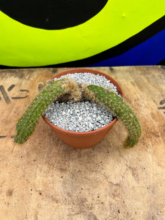 Hildewintera 'monkey tail' cactus (627)