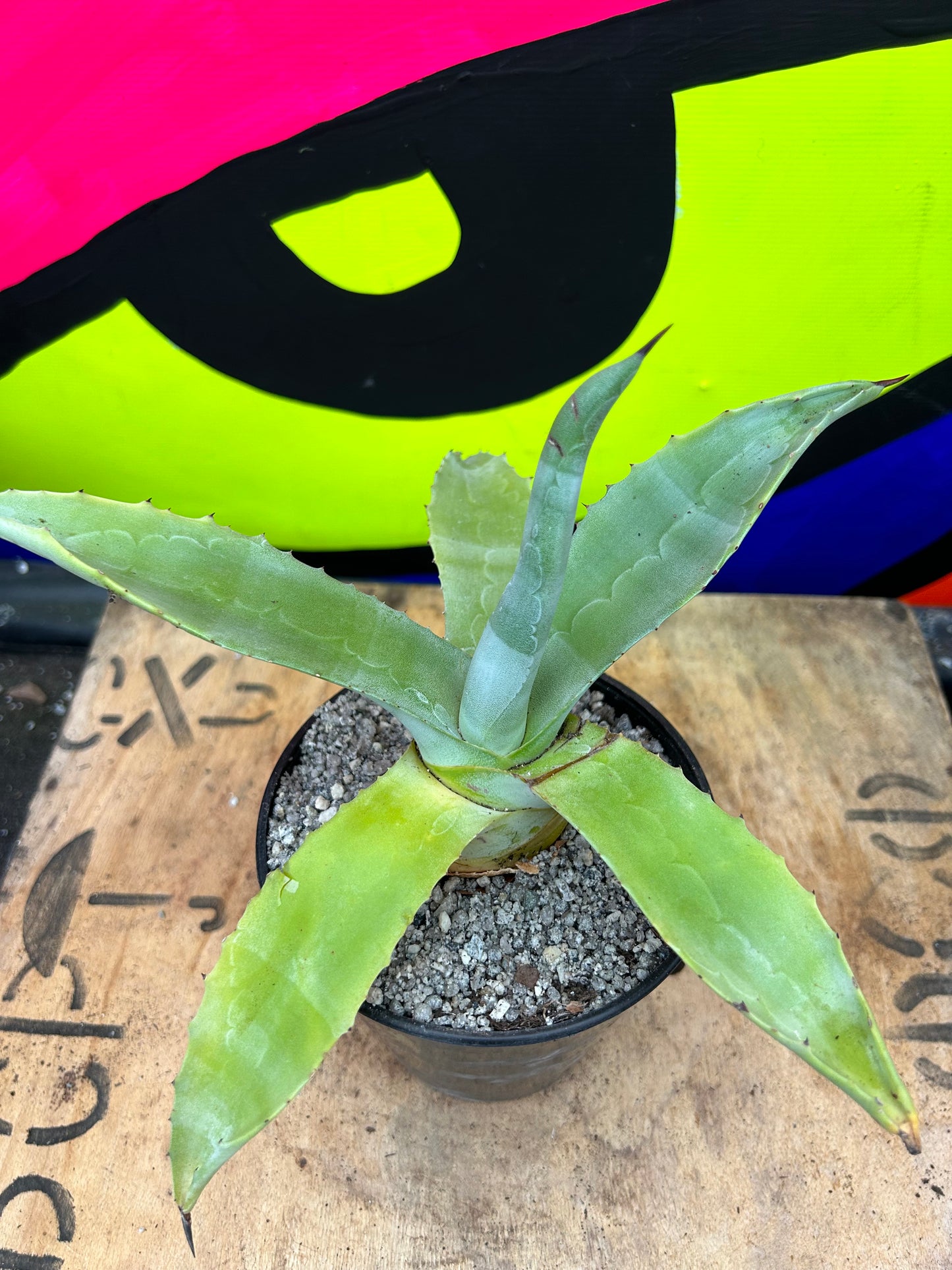 Agave species (708)