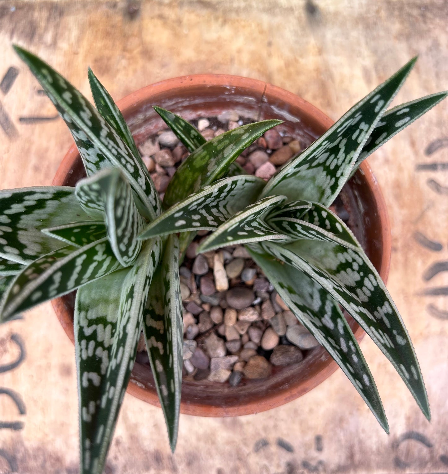 Aloe variegata (581)