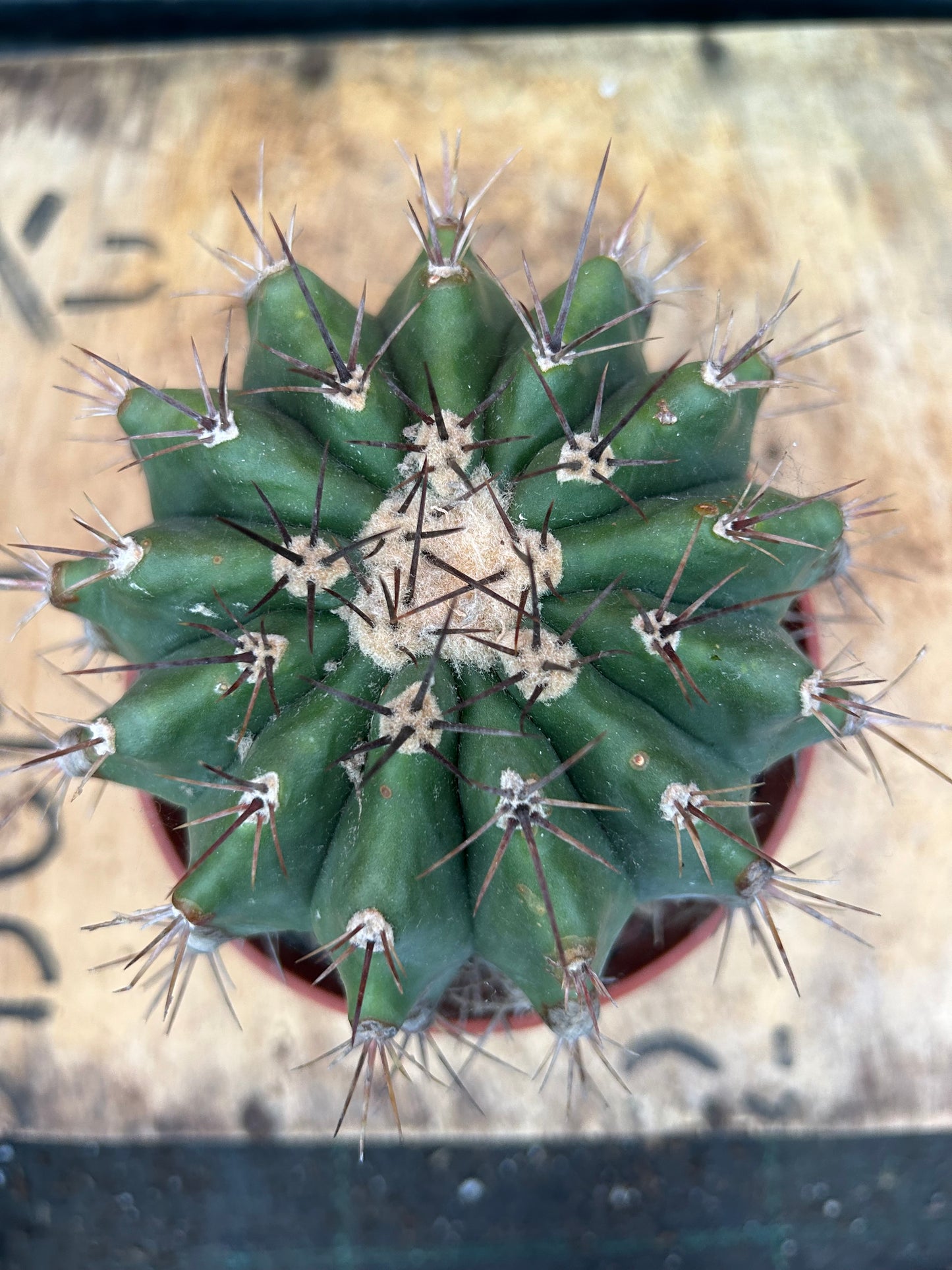 Melocactus species (360)