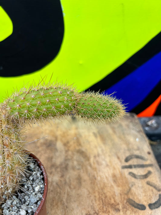 Hildewintera 'monkey tail' cactus (626)