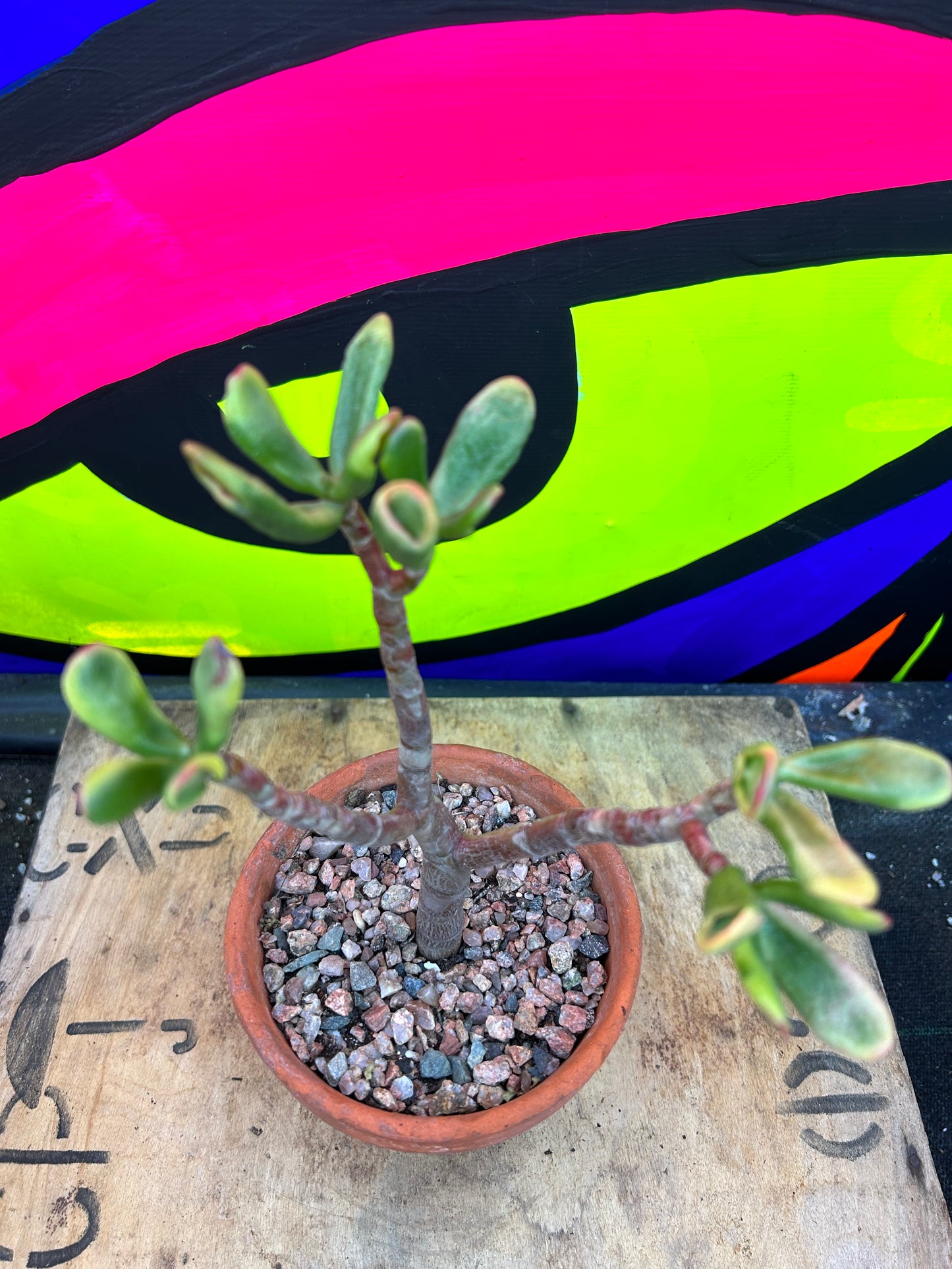 Crassula ovata 'gollum' variegata (509)