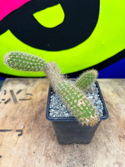 Hildewintera 'monkey tail' cactus (569)