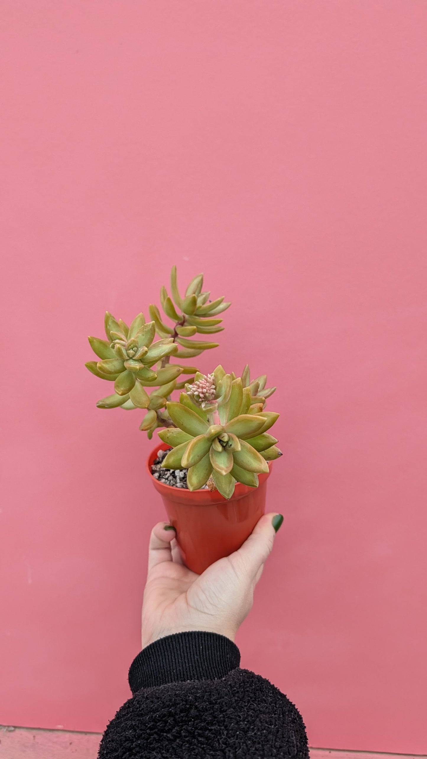 Sedum nussbaumerianum (016)