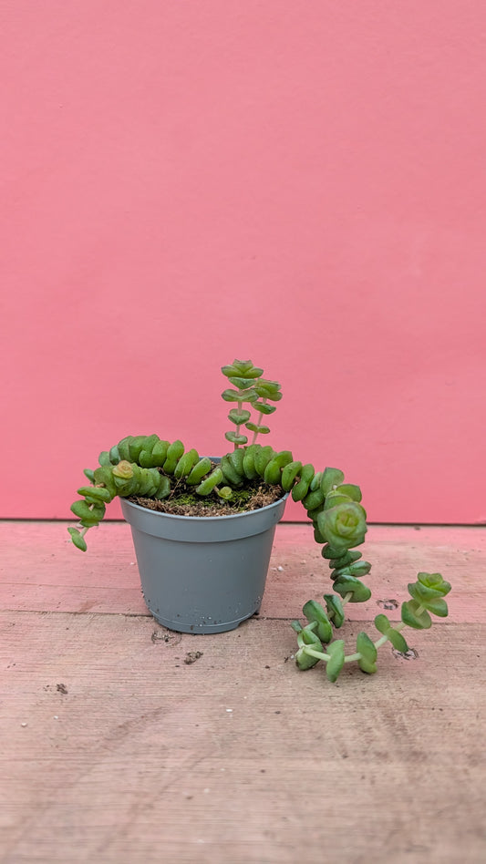 Crassula marneriana